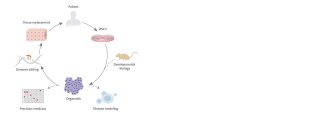 3D Organoids Used in Personalized Medicine